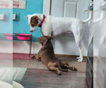 Small #11 American Pit Bull Terrier Mix