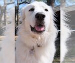 Small #39 Great Pyrenees