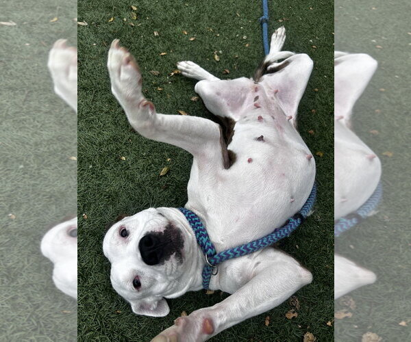 Medium Photo #2 American Pit Bull Terrier Puppy For Sale in Salinas, CA, USA
