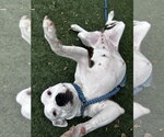 Small #1 American Pit Bull Terrier
