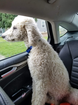 Medium Photo #1 Poodle (Standard) Puppy For Sale in HUNTINGTON, WV, USA