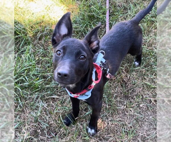 Medium Photo #8 Mutt Puppy For Sale in Canton, CT, USA