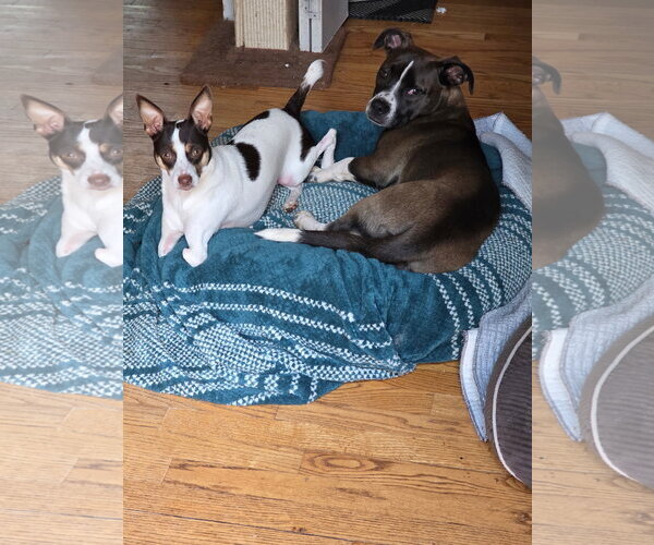 Medium Photo #3 Basset Hound-Unknown Mix Puppy For Sale in Thomasville, NC, USA