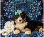 Small Photo #5 Bernese Mountain Dog Puppy For Sale in NEW HOLLAND, PA, USA