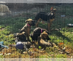 Dutch Shepherd Dog Dog for Adoption in ROSEVILLE, California USA