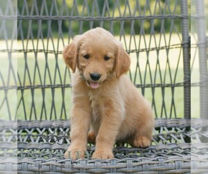 Golden Retriever Puppy for sale in GAP, PA, USA