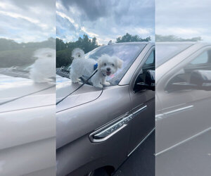Maltese Puppy for sale in MIDDLETOWN, NY, USA