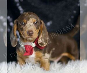 Dachshund Puppy for sale in WARSAW, IN, USA