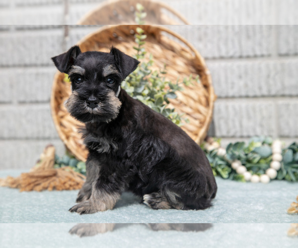 Medium Photo #16 Schnauzer (Miniature) Puppy For Sale in BALTIC, OH, USA