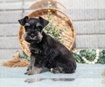 Small Photo #16 Schnauzer (Miniature) Puppy For Sale in BALTIC, OH, USA
