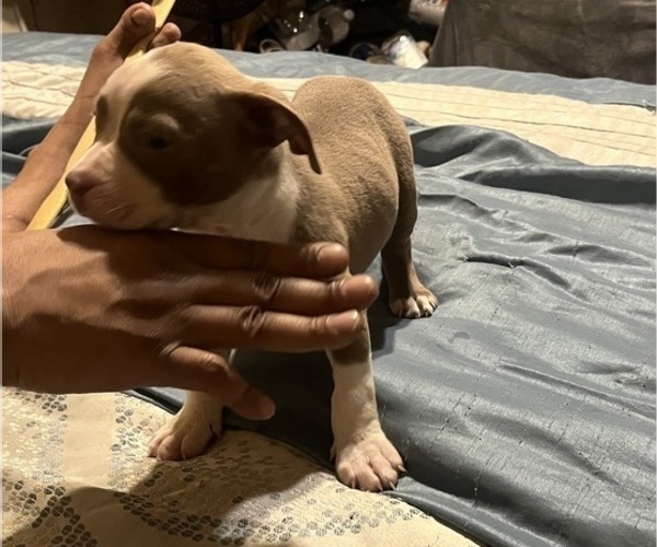 Medium Photo #33 American Bully Puppy For Sale in BUFFALO, NY, USA