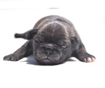 Small #1 Pug