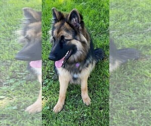 Mother of the German Shepherd Dog puppies born on 09/22/2022