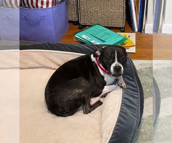 Medium Photo #4 Boglen Terrier Puppy For Sale in Caldwell, NJ, USA
