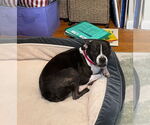 Small #3 Boglen Terrier