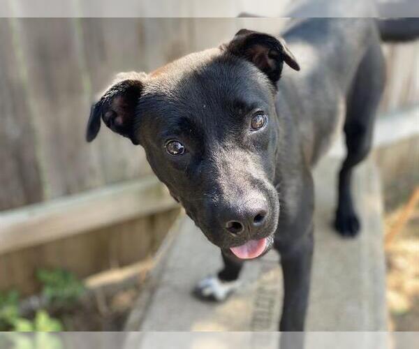Medium Photo #1 Labrador Retriever Puppy For Sale in Waco, TX, USA