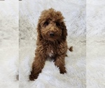 Small Photo #2 Cockapoo-Poodle (Miniature) Mix Puppy For Sale in ROANOKE, IL, USA
