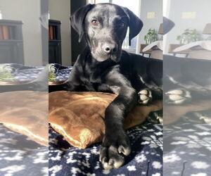 Labrador Retriever-Unknown Mix Dogs for adoption in Oakhurst, NJ, USA
