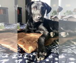 Small Labrador Retriever Mix