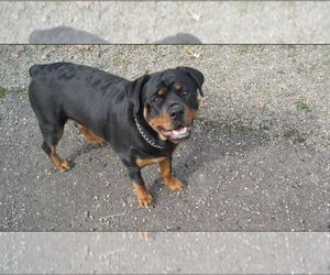 Mother of the Rottweiler puppies born on 10/09/2022