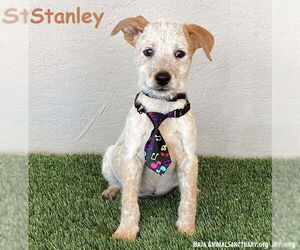 Mutt Dogs for adoption in San Diego, CA, USA