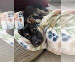Small #2 Mutt