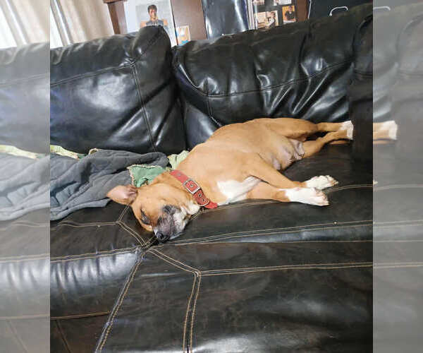 Medium Photo #4 Mutt Puppy For Sale in Poplar Bluff, MO, USA