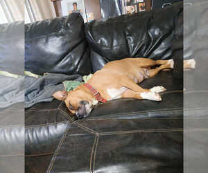 Penelope (Penny) - Female Mutt Dog for Adoption - Photo #4