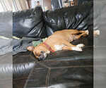 Small Photo #4 Mutt Puppy For Sale in Poplar Bluff, MO, USA