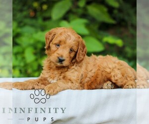 Goldendoodle (Miniature) Puppy for sale in EAST EARL, PA, USA