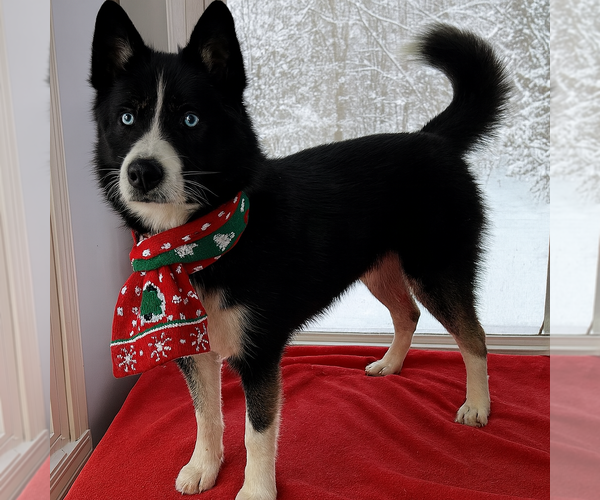 Medium Photo #1 Border Collie-Unknown Mix Puppy For Sale in Mt. Laurel, NJ, USA