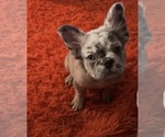 Siri - Female French Bulldog Puppy for Sale - Small photo