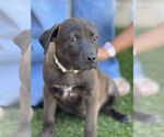 Small #1 Labrador Retriever Mix