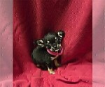 Small #4 Chihuahua