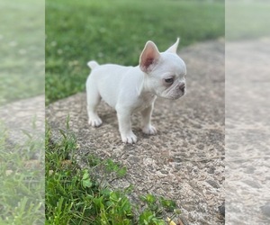 French Bulldog Puppy for sale in DEMOREST, GA, USA
