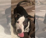 Small #2 Mutt