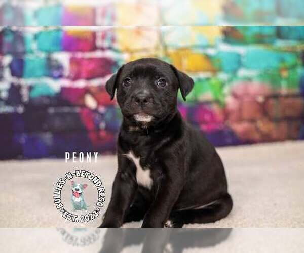 Medium Photo #1 Staffordshire Bull Terrier-Unknown Mix Puppy For Sale in Omaha, NE, USA