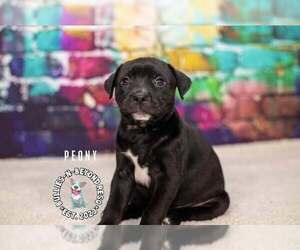 Staffordshire Bull Terrier-Unknown Mix Dogs for adoption in Omaha, NE, USA