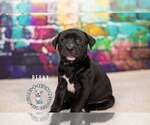 Small Staffordshire Bull Terrier Mix