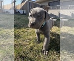 Puppy Puppy 3 Cane Corso