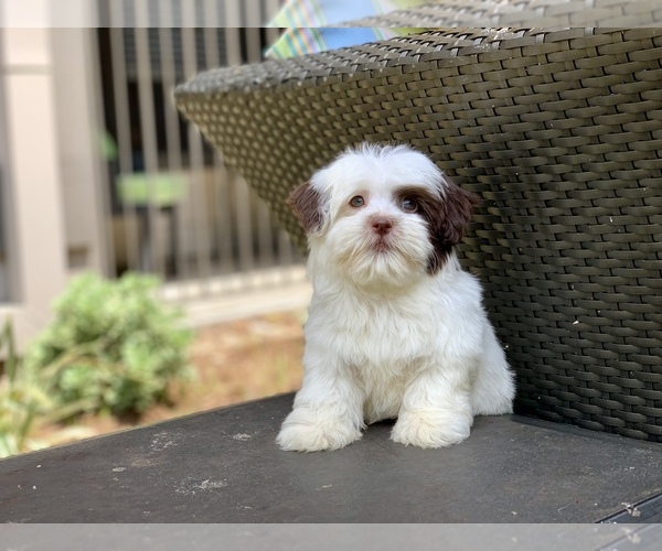 Medium Photo #10 Havanese Puppy For Sale in HOUSTON, TX, USA