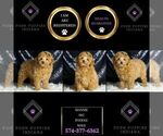 Small #5 Poodle (Toy)