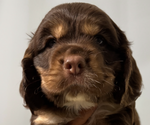 Small #11 Cocker Spaniel