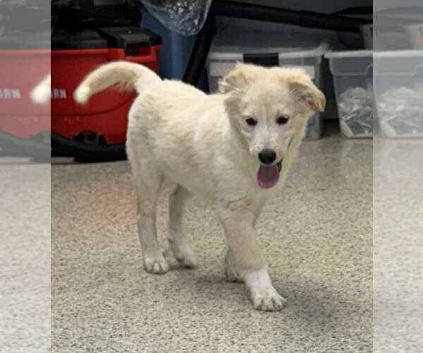 Medium Photo #2 Great Pyrenees-Unknown Mix Puppy For Sale in Mechanicsburg, PA, USA