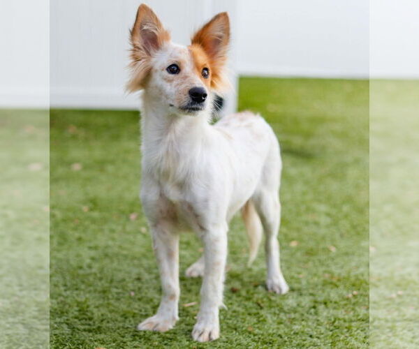 Medium Photo #2 Mutt Puppy For Sale in Canton, CT, USA