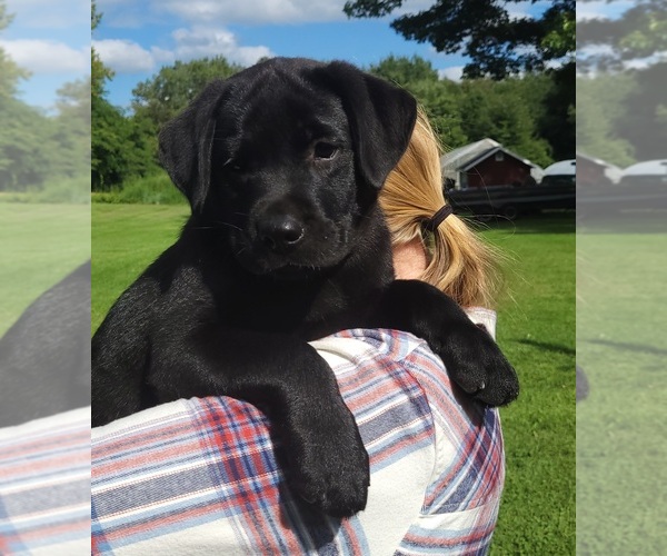 Medium Photo #1 Labrador Retriever Puppy For Sale in GENEVA, NY, USA