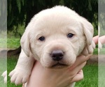 Puppy Yellow female Labrador Retriever