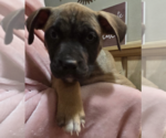 Small #1 Catahoula Leopard Dog Mix