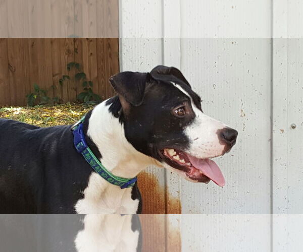Medium Photo #1 American Staffordshire Terrier-Unknown Mix Puppy For Sale in Ocoee, FL, USA