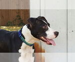 Small American Staffordshire Terrier Mix
